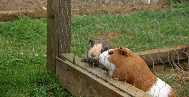 Protecting intellectual property in China Dont be a guinea pig